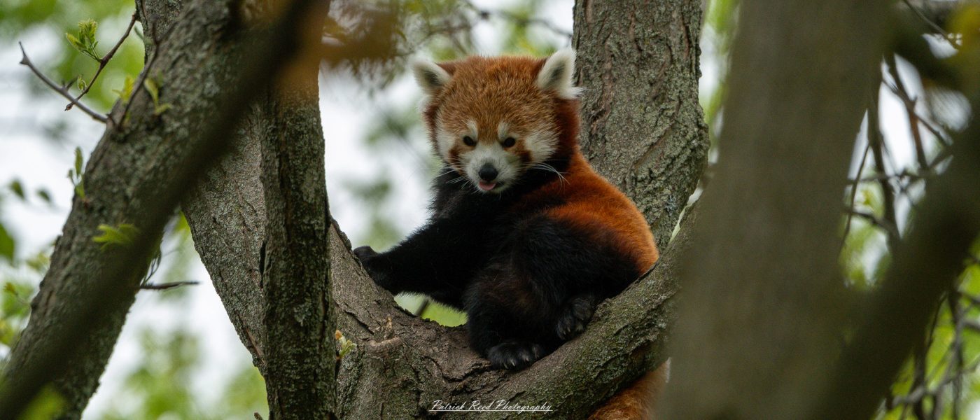 Red panda at the Detroit Zoo resting on a tree branch in natural habitat enclosure